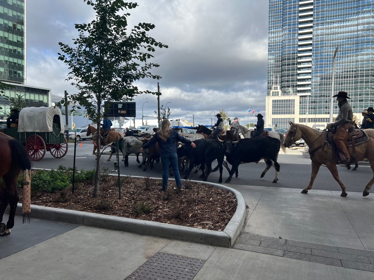 The Canadian Finals Rodeo is back in Edmonton this week and the festivities kicked off Wednesday with a cattle drive downtown on Wednesday.