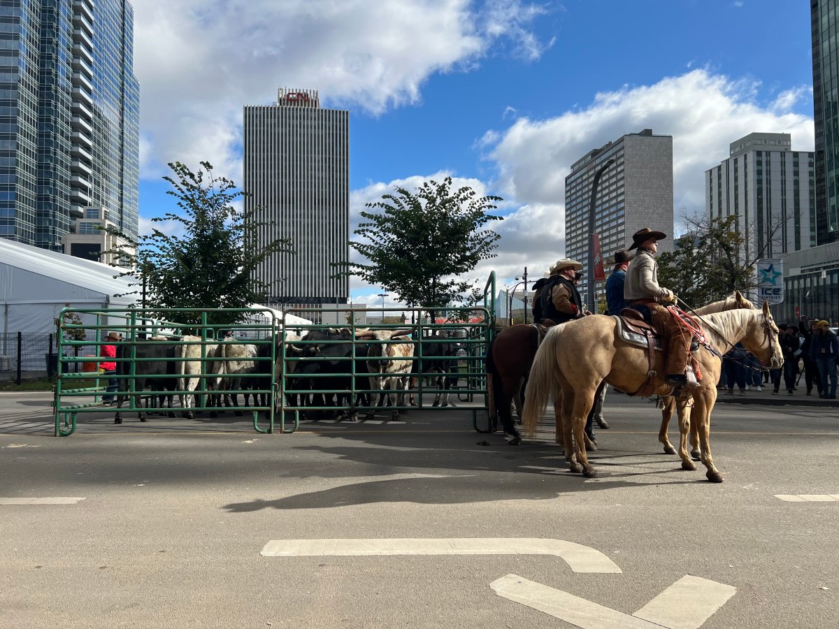 The Canadian Finals Rodeo is back in Edmonton this week and the festivities kicked off Wednesday with a cattle drive downtown on Wednesday.