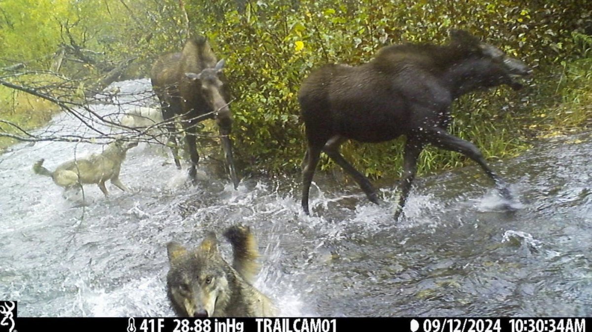 An image made from video provided by Donna Gail Shaw shows a view from a trail camera of wolves attacking moose on Sept. 12, 2024, in Anchorage, Alaska.