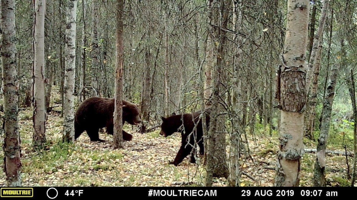 Image made from video provided by Donna Gail Shaw shows a view from a trail camera of a brown bear and a black bear on Aug. 29, 2019, in Anchorage, Alaska.