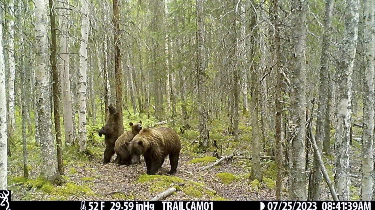 Image made from video provided by Donna Gail Shaw shows a view from a trail camera of a brown bear and cubs on July 25, 2023, in Anchorage, Alaska.