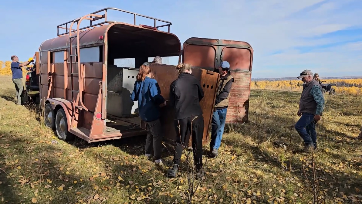 The Alberta Institute for Wildlife Conservation says it is giving 7 young deer a second chance at life after nursing them back to health and releasing them into the wild.