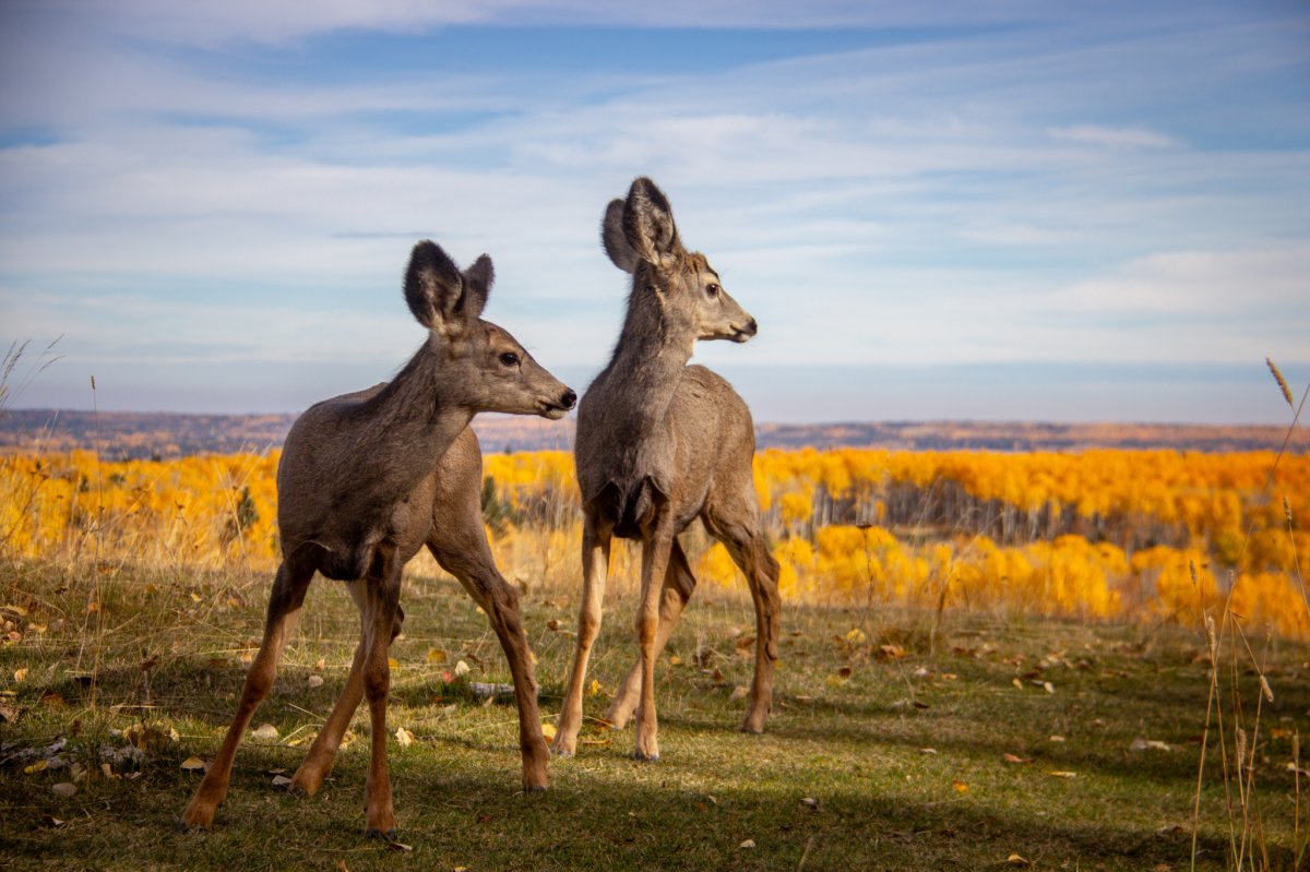 The Alberta Institute for Wildlife Conservation says 7 young deer are being given a second chance at survival after being raised from tiny fawns and released back into the wild.