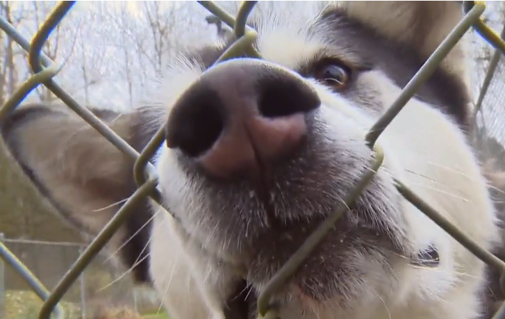 ‘Tip of the iceberg’: Advocates say northern Manitoba dog cull won’t solve problem