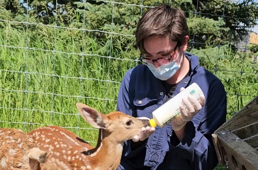 The Alberta Institute for Wildlife Conservation says 7 young deer have another chance at life after being nursed back to health and released back into the wild this week.