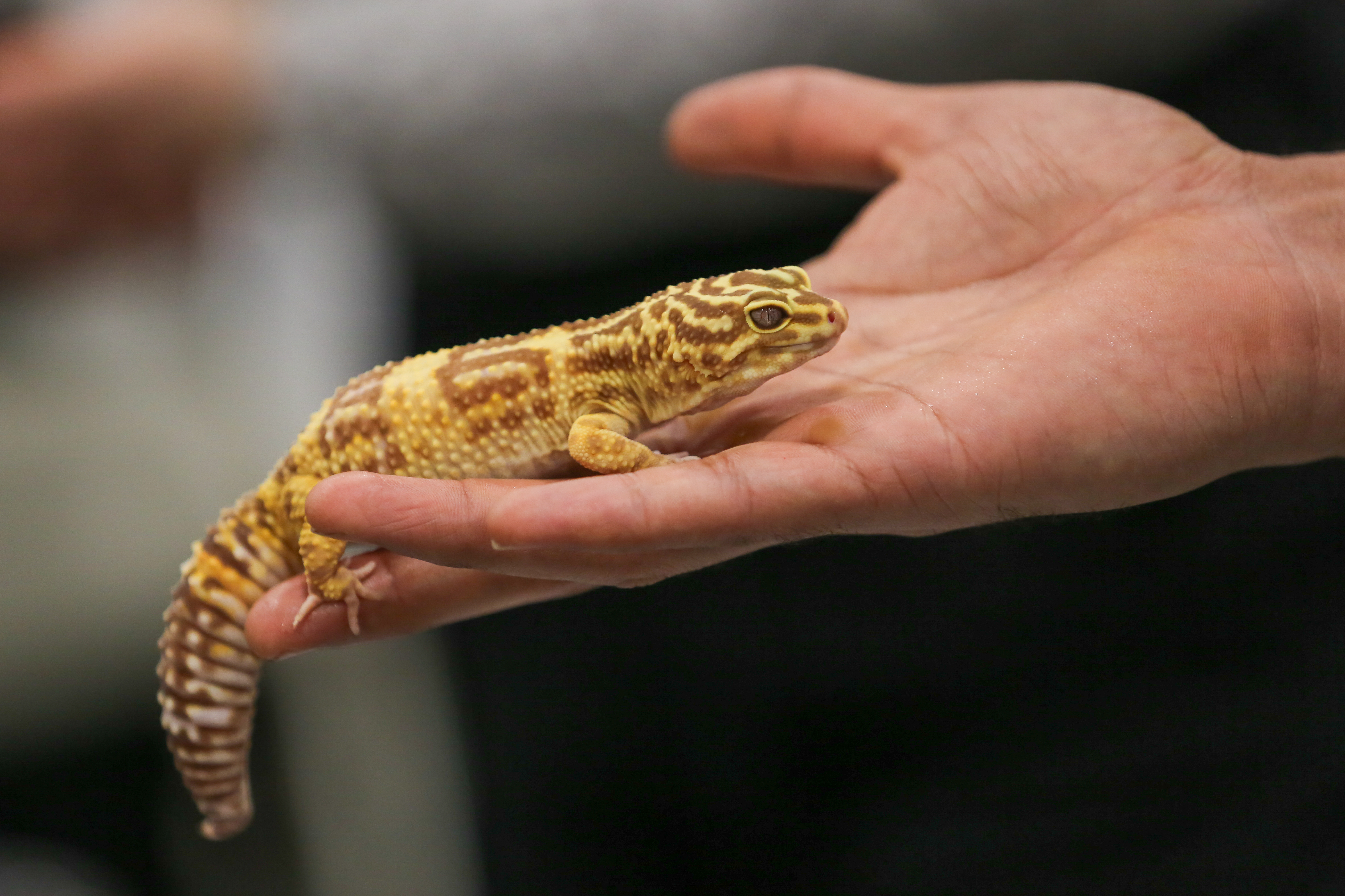 Salmonella outbreak linked to geckos kills 1, infects 25 in Canada