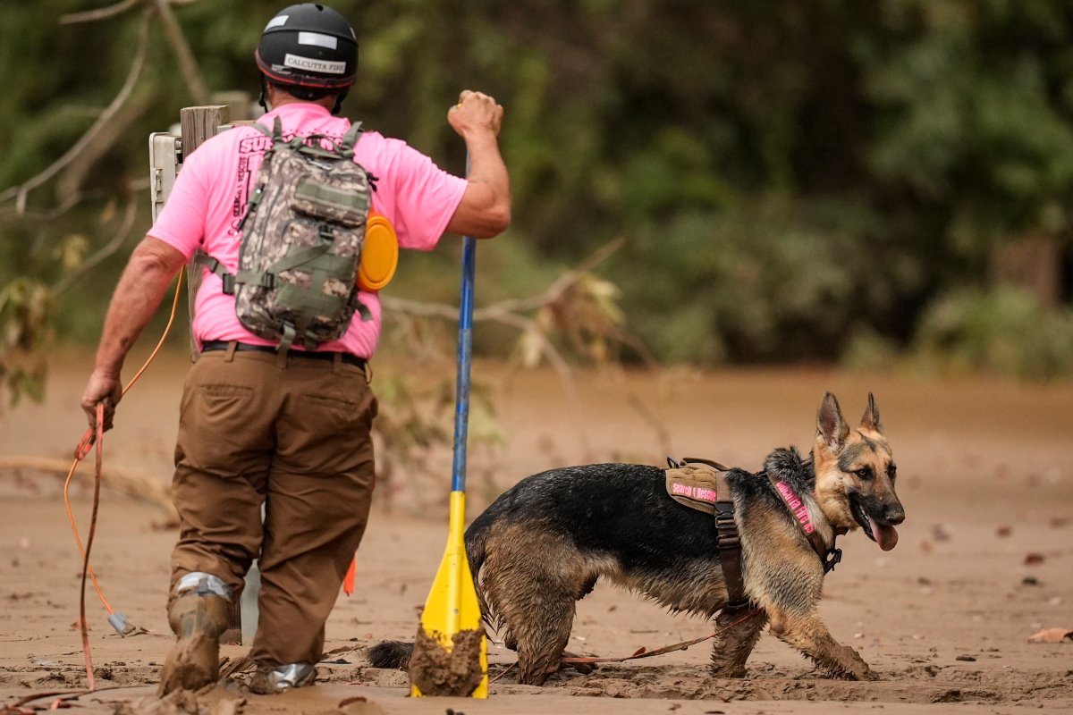 A search and rescue dog and handler searches for victims in deep mud in the aftermath of Hurricane Helene, Tuesday, Oct. 1, 2024, in Swannanoa, N.C.