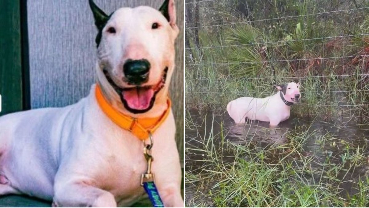 A split photo of a white dog. On the left, the dog is laying on the ground with his tongue out. On the right, the dog is standing in a deep puddle with water reaching his chest.