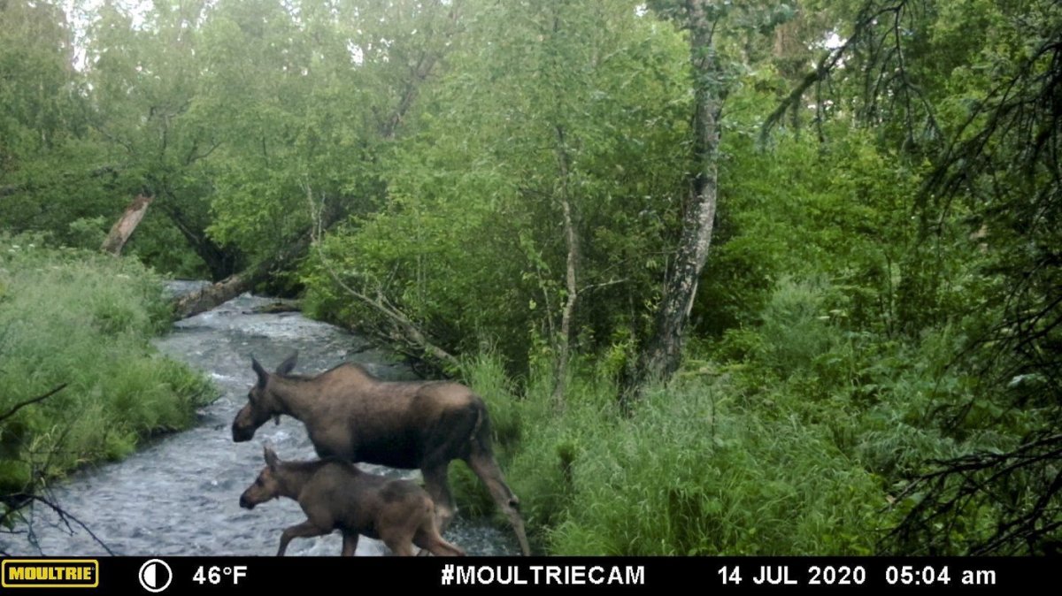 Image made from video provided by Donna Gail Shaw shows a view from a trail camera of a moose and calf on July 14, 2020, in Anchorage, Alaska.