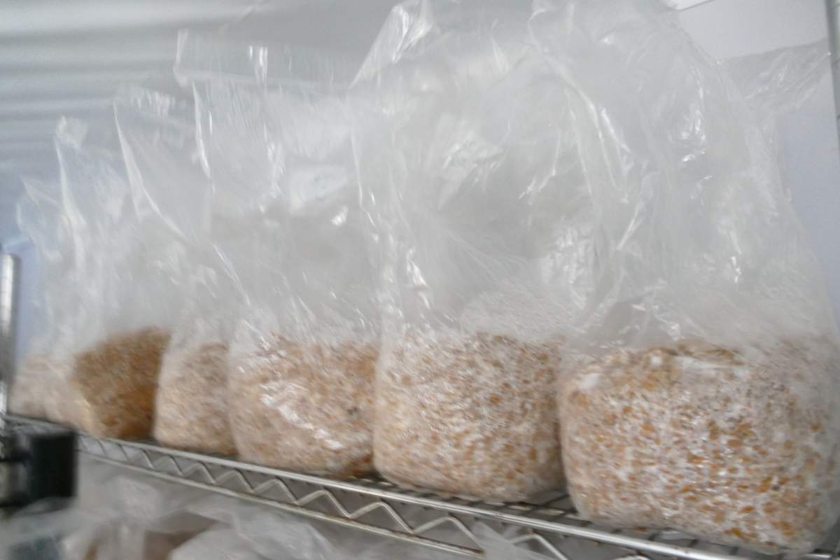 Image of the magic mushrooms seized.