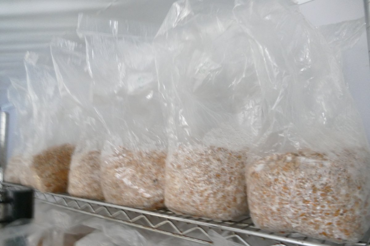 3 magic mushroom labs in Ontario shut down by police Globalnews.ca