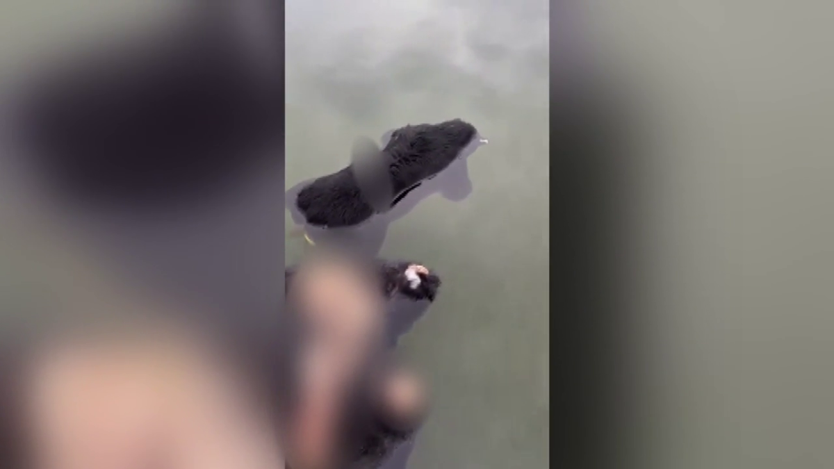 Yves Bisson captured video of the two black bear carcasses floating in the Harrison River.