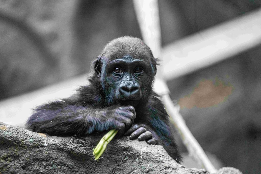 Human error caused gorilla death at Calgary Zoo: officials