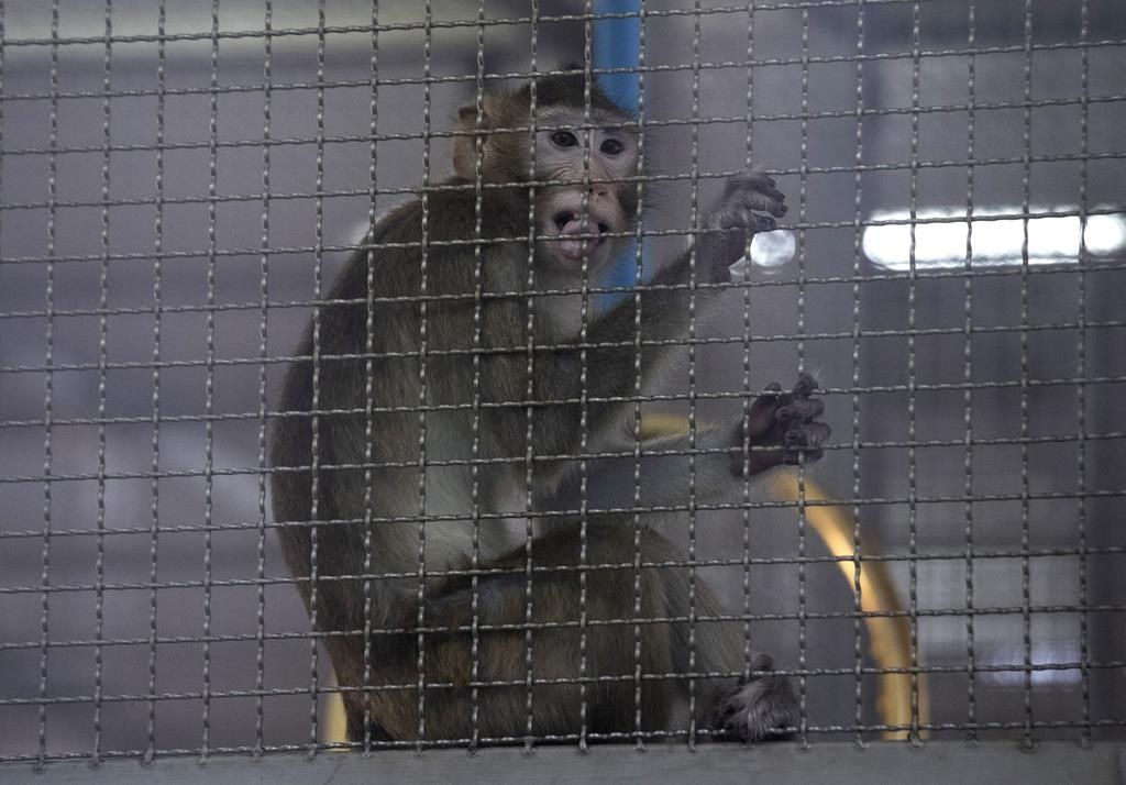 FILE - A long-tailed macaque is seen inside a cage at an animal testing facility.