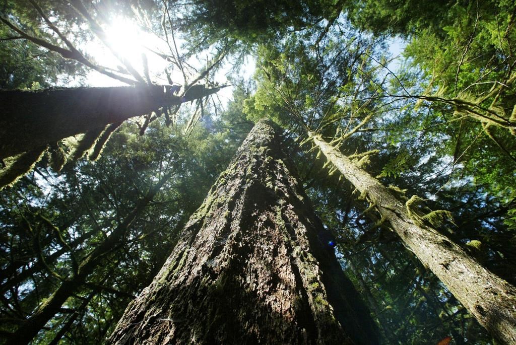 Halton Healthcare begins writing prescriptions for nature for patients