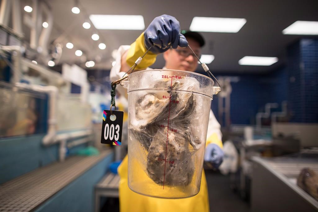 The Canadian Food Inspection Agency says testing shows oysters in New Brunswick's east coast are afflicted with two diseases, one of which has been found for the first time in Canada. A worker holds oysters in Richmond, B.C., on Tuesday, Aug. 21, 2018. THE CANADIAN PRESS/Darryl Dyck.