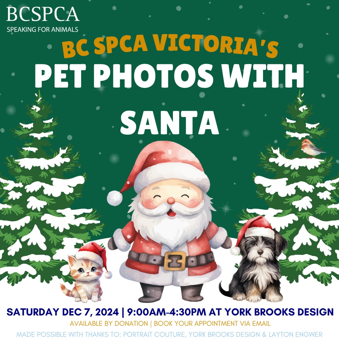 BC SPCA Victoria’s Pet Photos with Santa - image