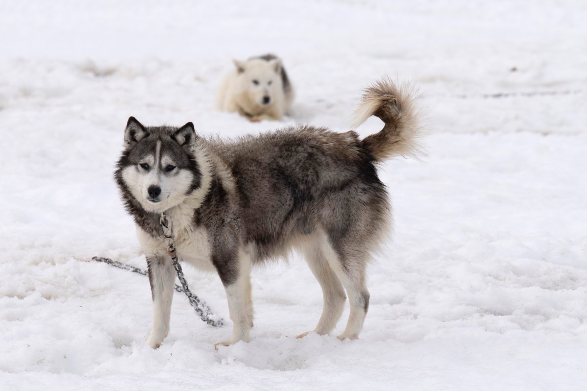 Makivvik president Pita Aatami said Inuit didn’t tie up their dogs until non-Indigenous people came. Ottawa apologized for its role in the slaughter of Inuit sled dogs and announced $45M in compensation. Sled dogs are seen chained up outside a home Thursday, May 12, 2022 in Inukjuak, Que. THE CANADIAN PRESS/Adrian Wyld