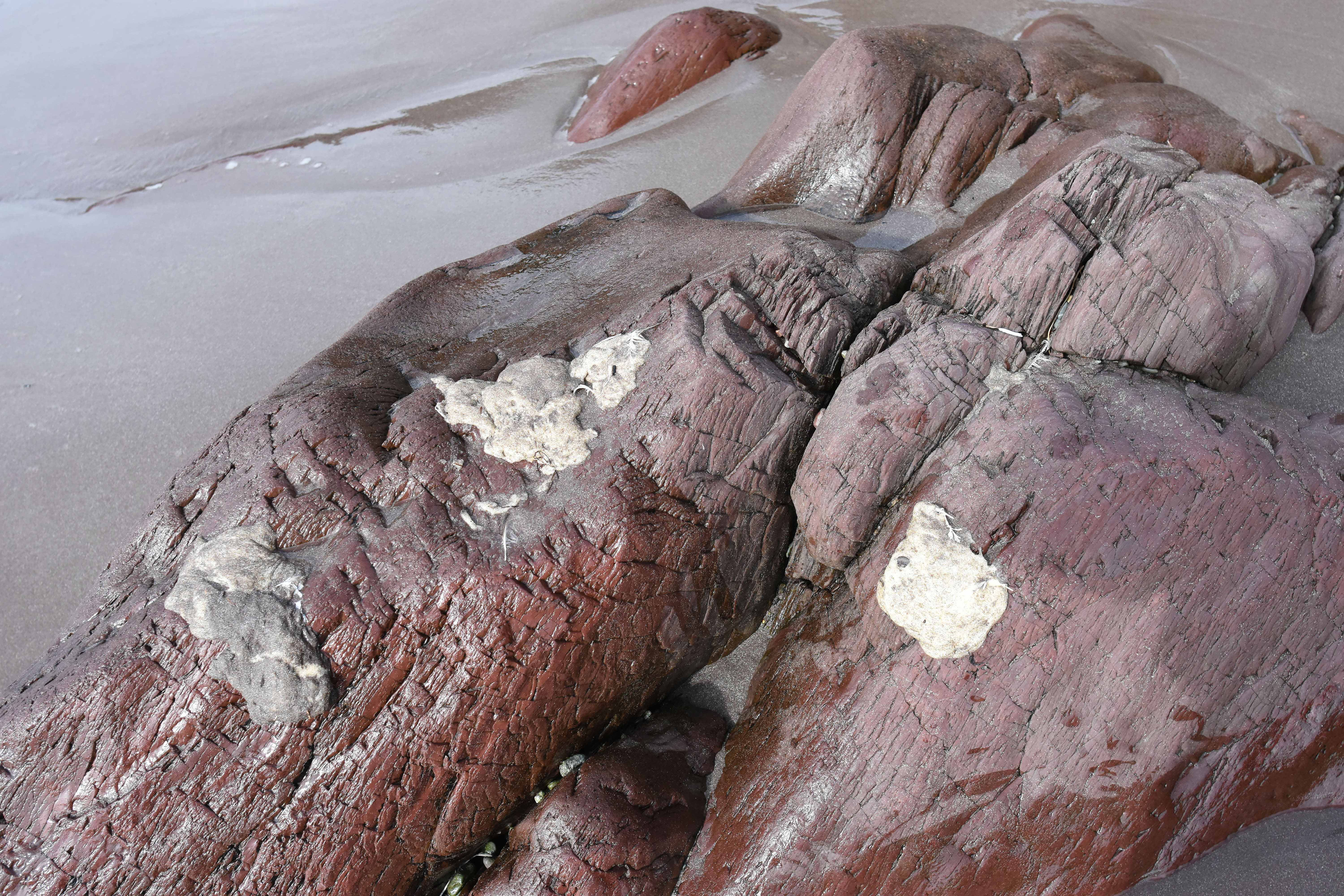 Mysterious beach blobs in Newfoundland identified. What scientists found