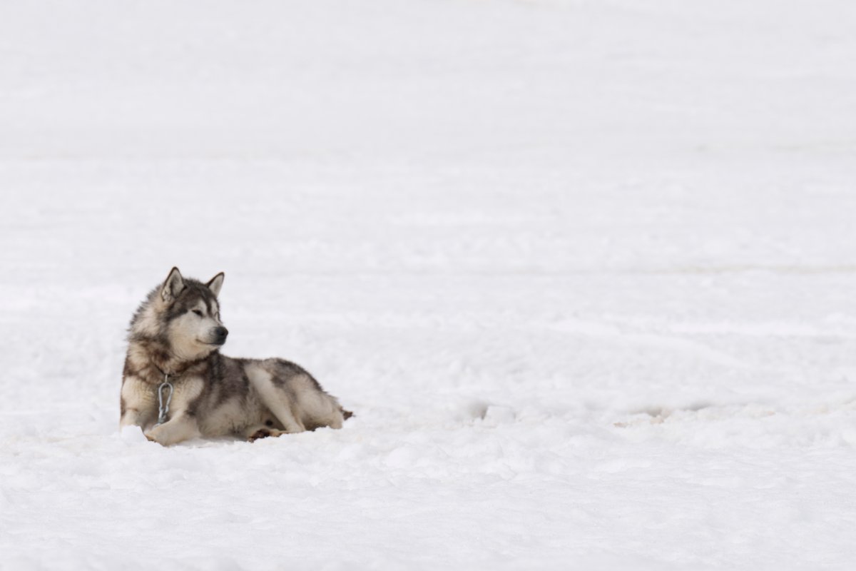 “They had no more means of going out on the land, to go hunt, to fish, or go get ice, or go to the tree line. All the things they did with their dogs, that was taken away,” a president of an Inuit organization said of the sled dog slaughter.  A sled dog is seen chained up outside a home Thursday, May 12, 2022 in Inukjuak, Quebec. THE CANADIAN PRESS/Adrian Wyld