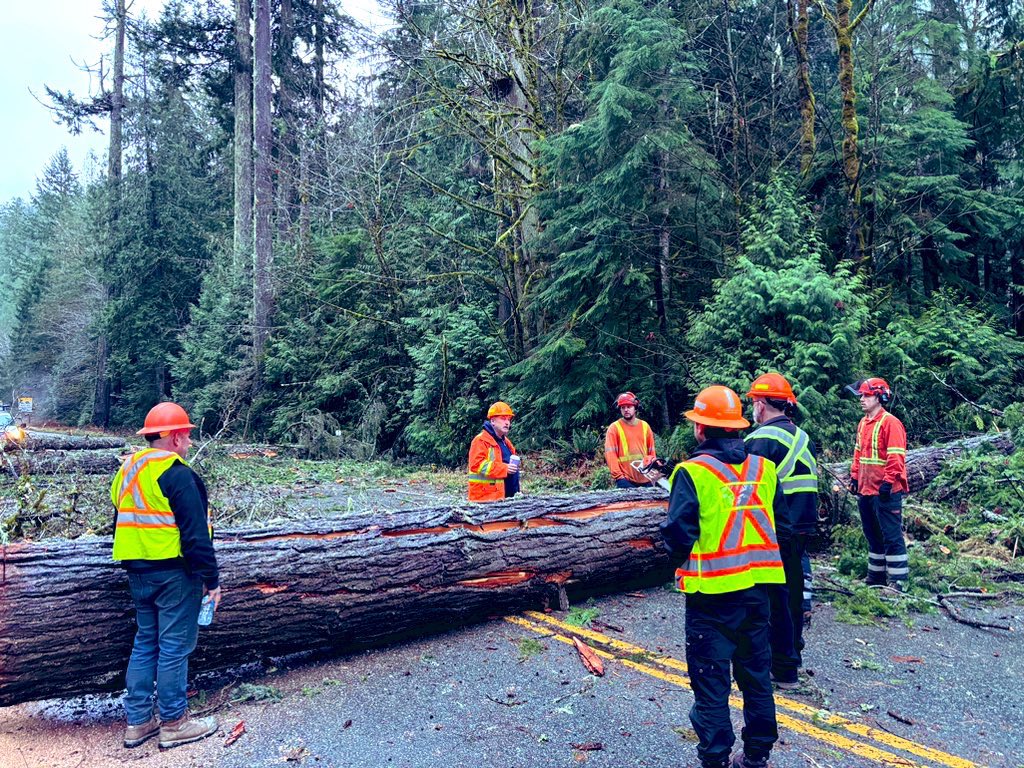 Clean-up in Cathedral Grove.