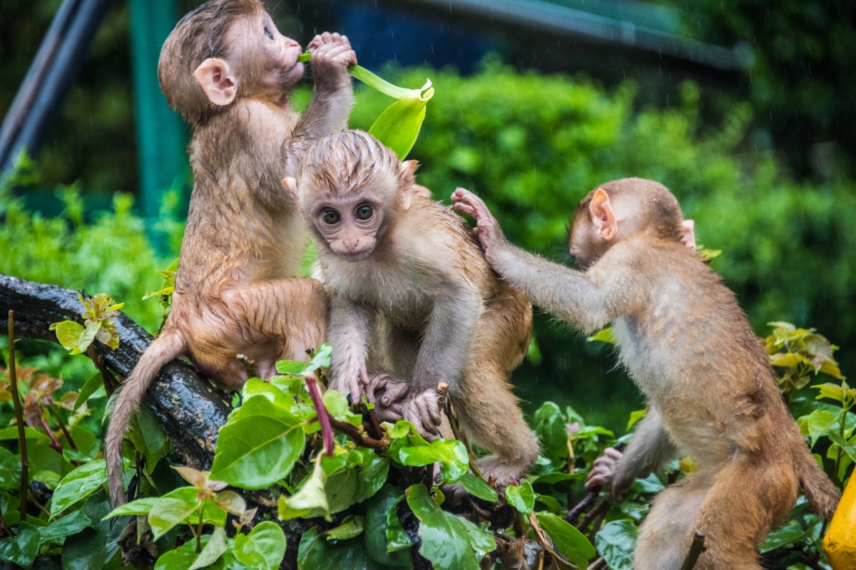 Young rhesus macaque monkeys, similar to the ones that escaped a South Carolina testing facility, are seen in this stock photo. eating plant leaves at Swayambhunath temple in Kathmandu, Nepal. When Manjushri, the bodhisattva of wisdom and learning, was lifting the hill where the stupa stands, he let his hair grow long and it became infested with lice. The lice then turned into these monkeys, which are now revered as sacred.