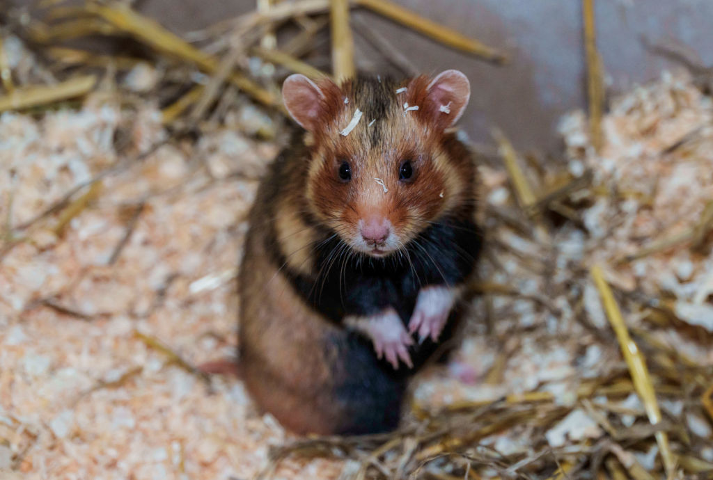 A Portuguese airline was forced to ground one of its passenger planes last week after 132 hamsters broke free from their cages in the cargo hold.