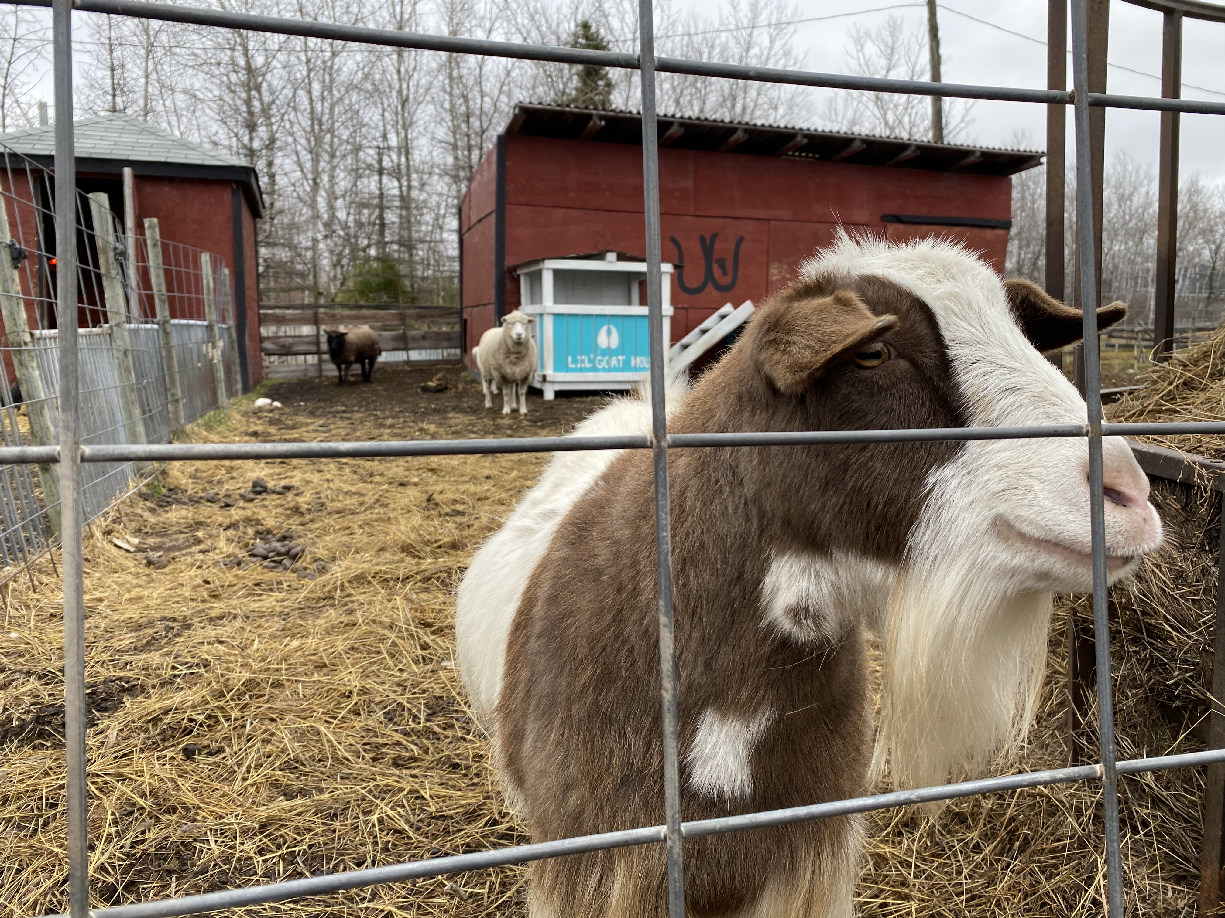 ‘Makes me feel like I’m someone in the world:’ Animal-assisted therapy helps Manitobans