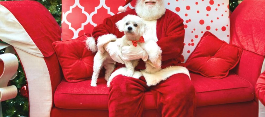 Pet Photos with Santa - image