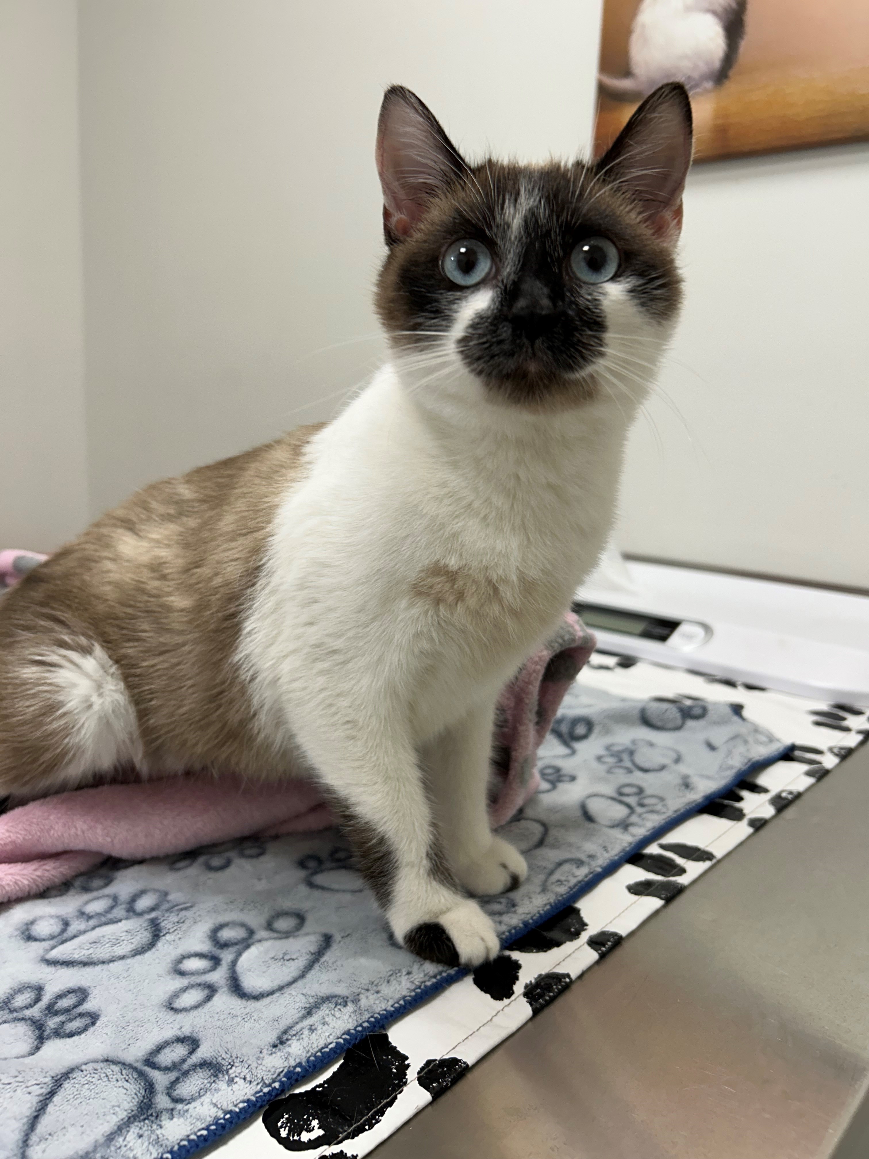 Global Okanagan’s Adopt A Pet