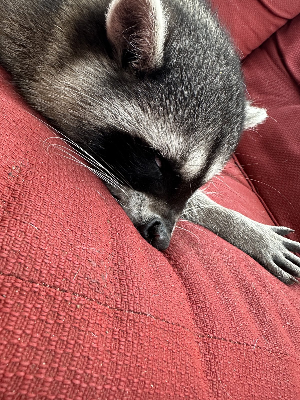 The baby raccoon was sleeping on the patio furniture and could not be roused.