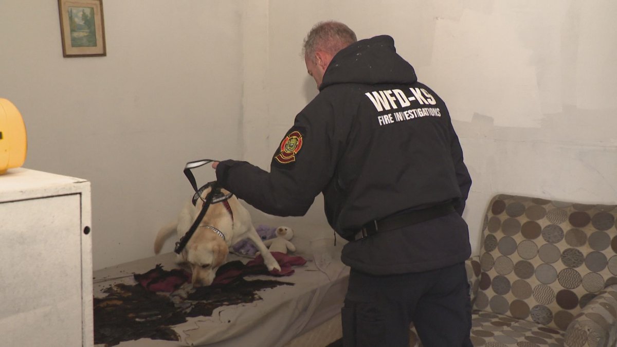 Scooby sniffs out a bed at the WFPS’s training facility.