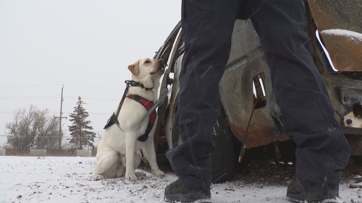 Scooby sits by his handler, waiting for his next task… or maybe a snack.