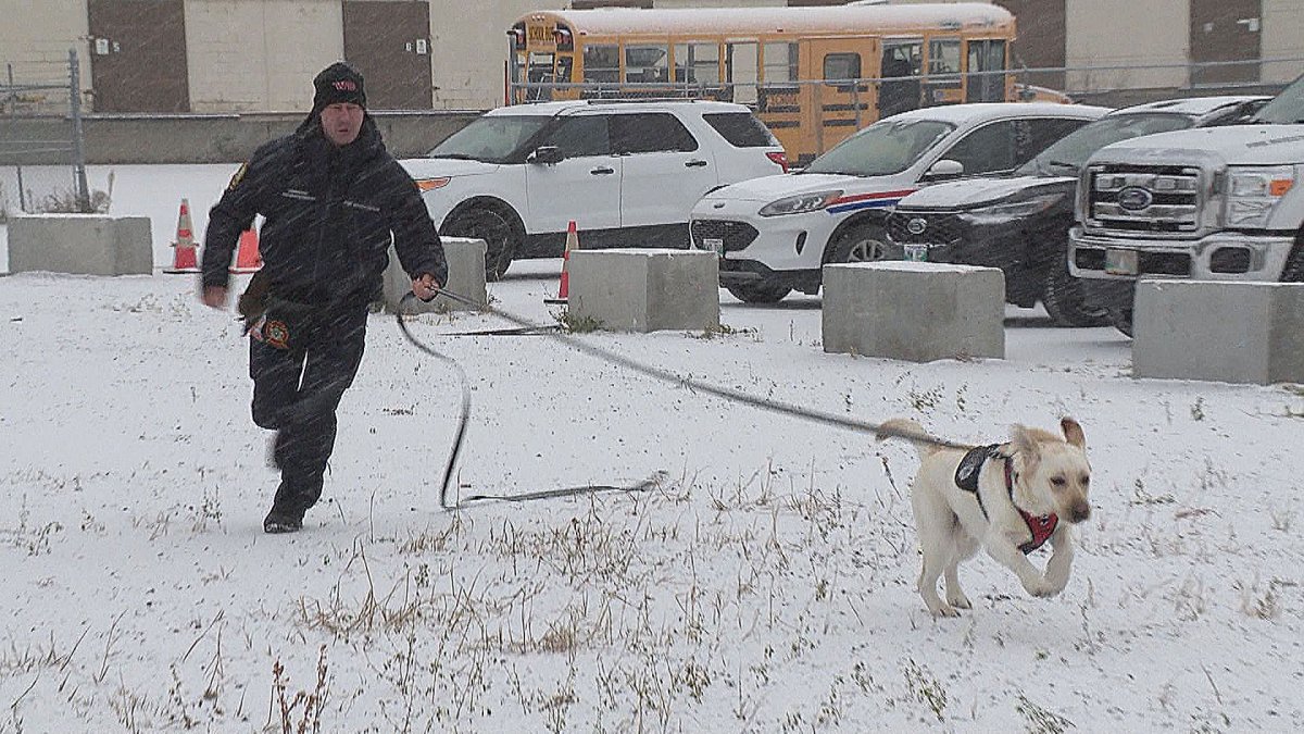 Scooby leads his handler to a drop of gasoline in Winnipeg.