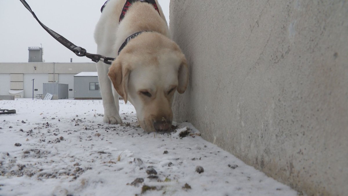 Scooby identifies a drop of gasoline planted by his handler in a training session in Winnipeg.