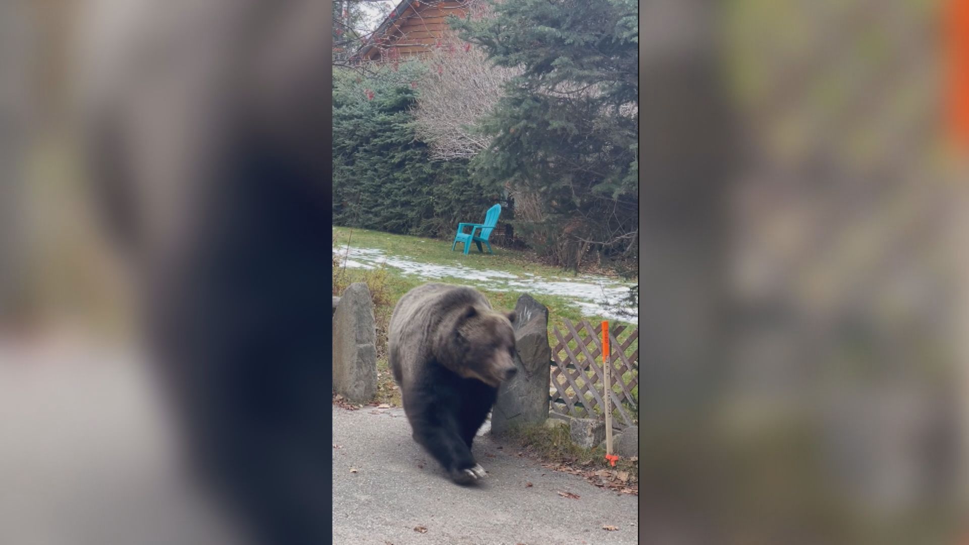 The Boss reminds Canmore residents to remain bear aware