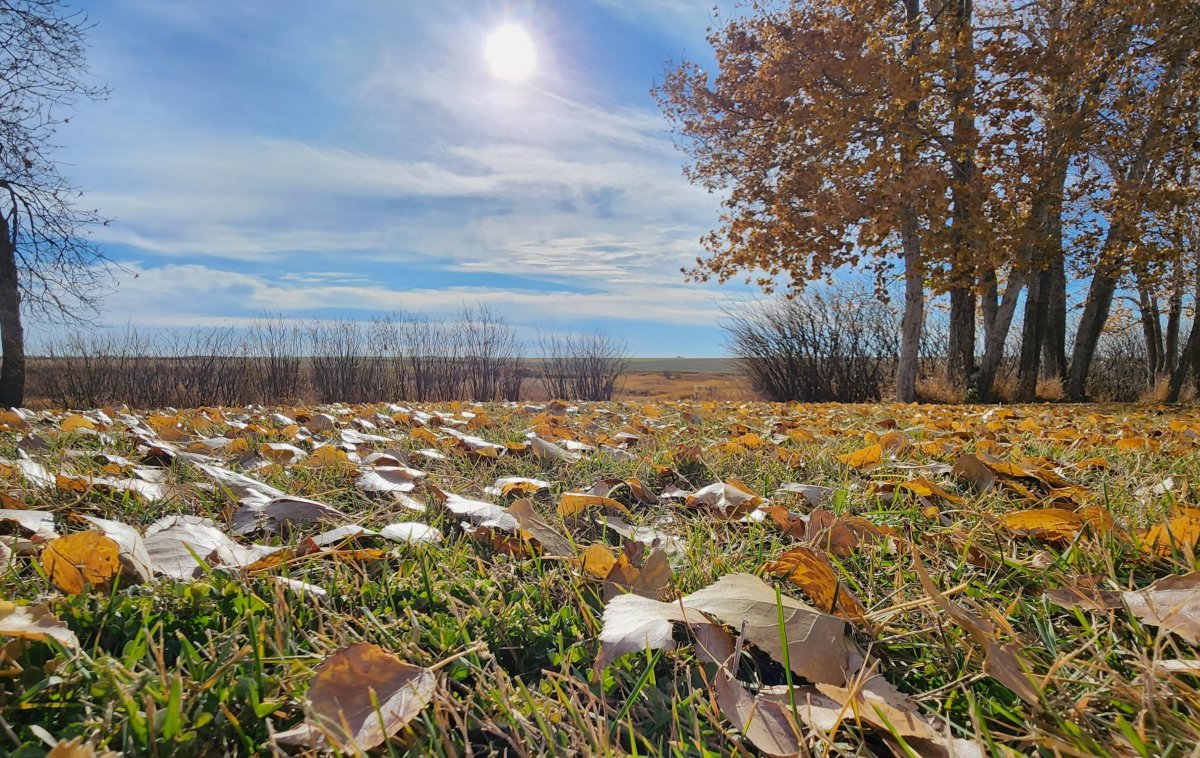 The Your Saskatchewan photo of the day for  November 20 was taken by Stephanie Weiss near Pense.