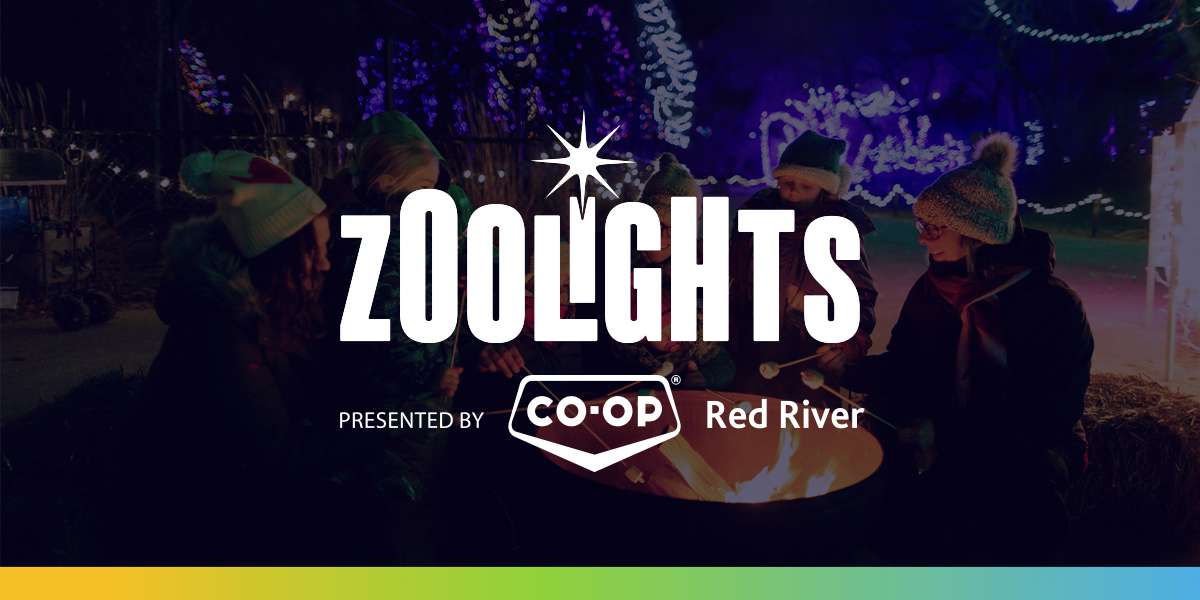 Zoo Lights - image