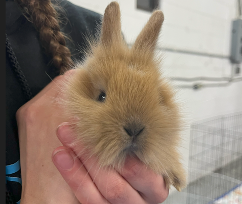 Selkirk, Man. tackles adorable but concerning bunny problem - image