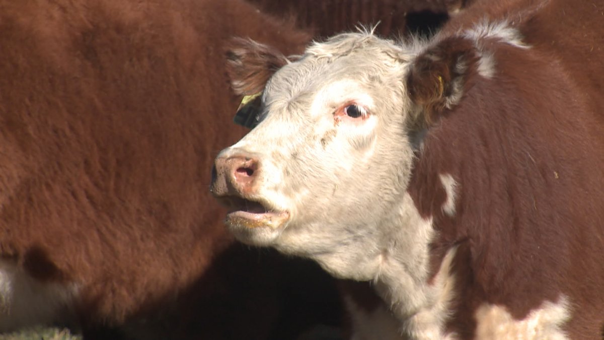 Jamie Kerr, a market analyst with the Canadian Cattle Association, is confident that the size of the country's cattle herd will eventually increase to meet demand, but that could take from 1 to 2 years.