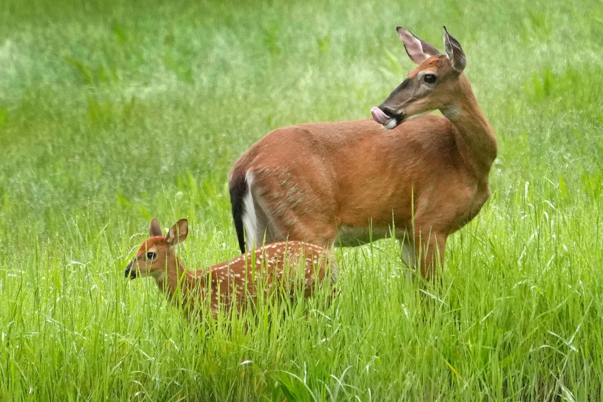 A whitetail doe and her fawn keep an eye out from a field, in this June 14, 2023, file photo in Freeport, Maine.