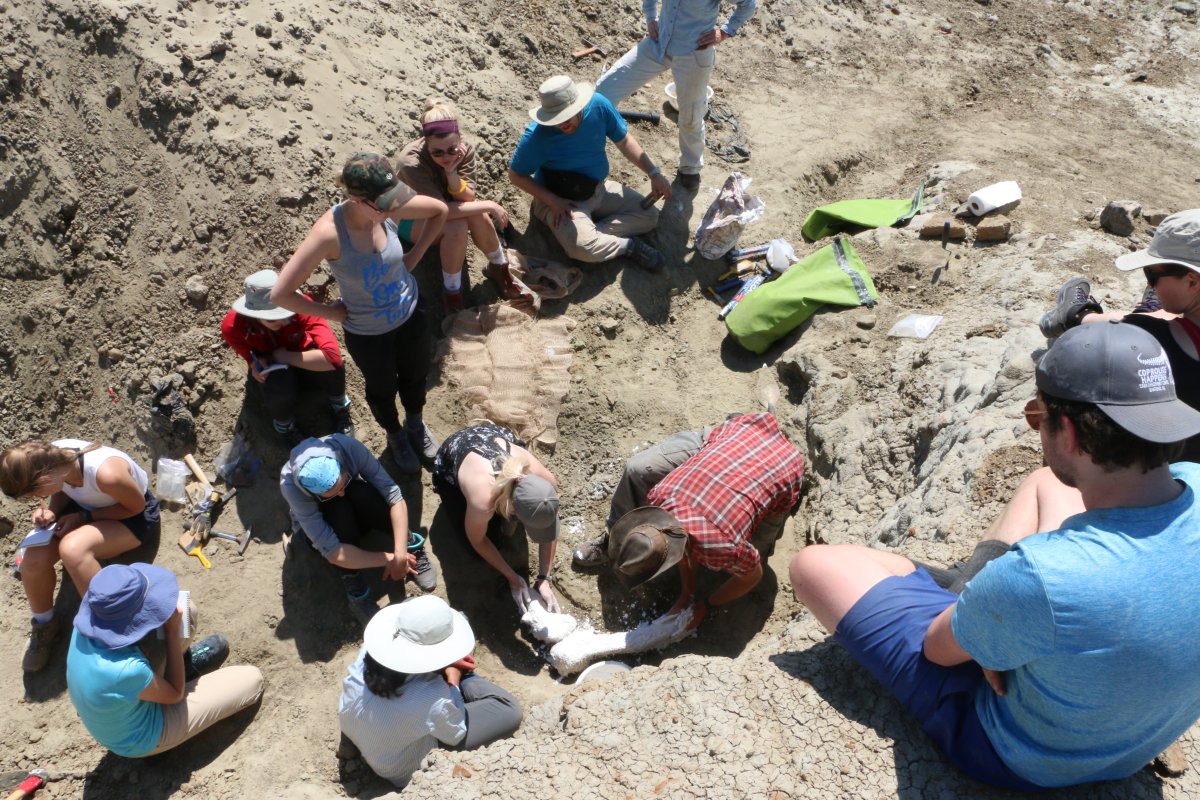 McGill University students and paleontologists have found Saskatchewan’s first confirmed fossil specimens of centrosaurus.