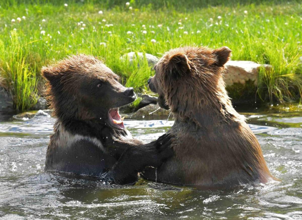 The twin grizzly bears cubs playing in a pond during some warmer weather.