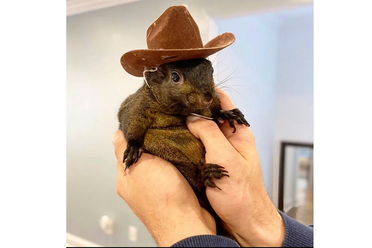 This undated image provided by Mark Longo shows his pet squirrel Peanut that was seized by officers from the state Department of Environmental Conservation, at Longo's home in rural Pine City, N.Y., Wednesday, Oct. 30, 2024.