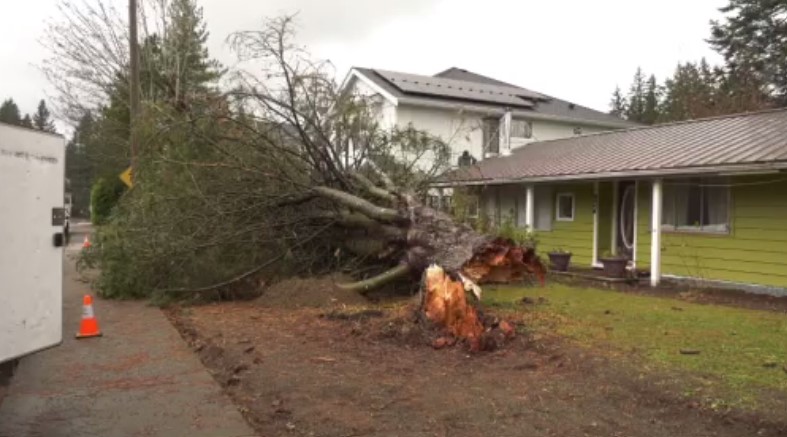 A large tree came down in someone's yard in Courtenay.