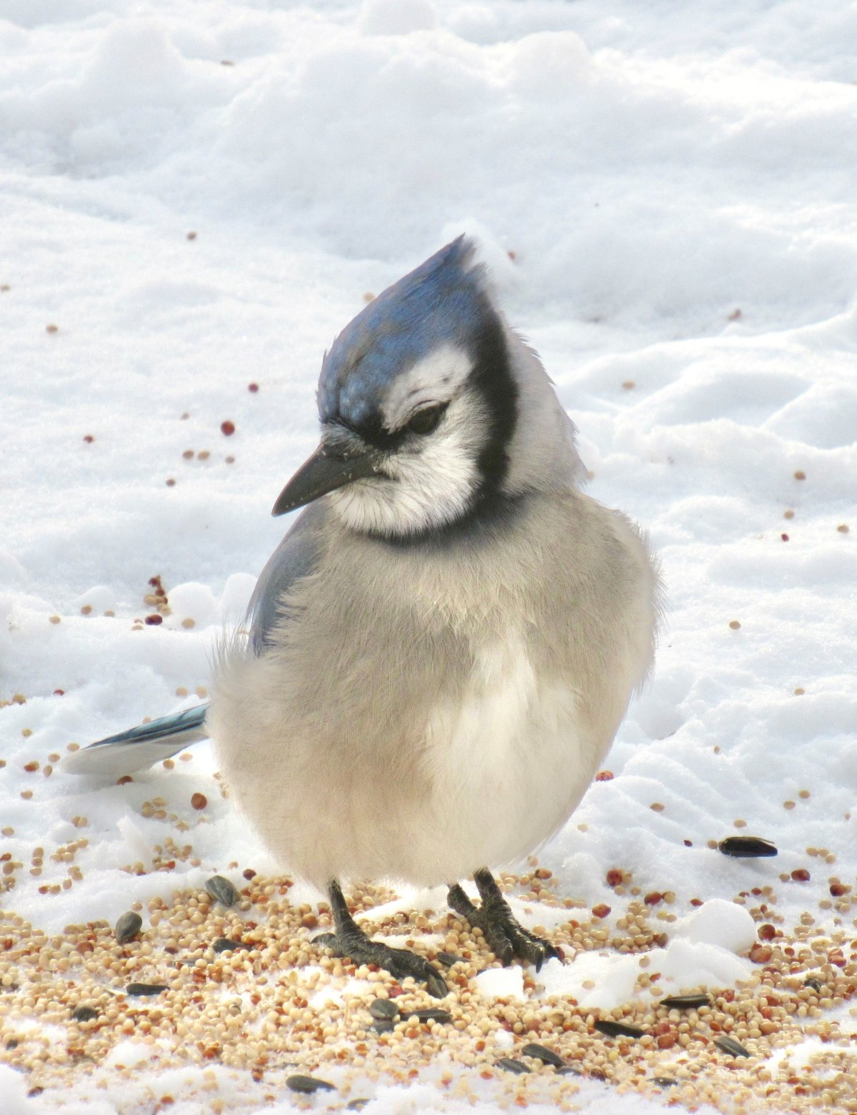 A Bluejay sits on the ground.