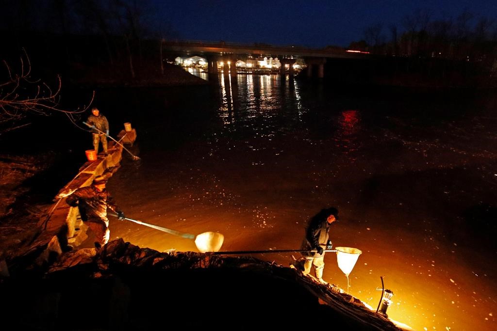 A federal fisheries officer has been suspended for 10 days for arresting and then releasing two Mi'kmaq elver fishers without footwear. In this April 16, 2020 photo, eel fishermen use dip nets while fishing by lantern light in Yarmouth, Maine. THE CANADIAN PRESS/AP/Robert F. Bukaty.