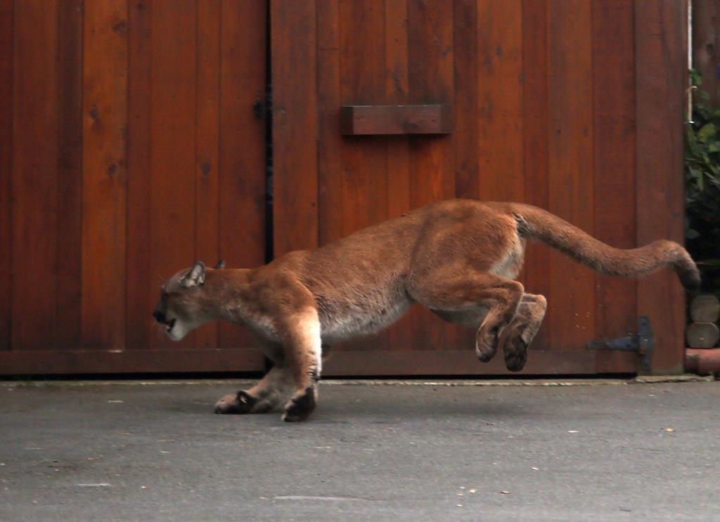 Two cougar sightings in a month reported in urban Vancouver neighbourhood