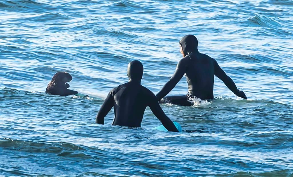 Surfing sea otter prompts warning in B.C.