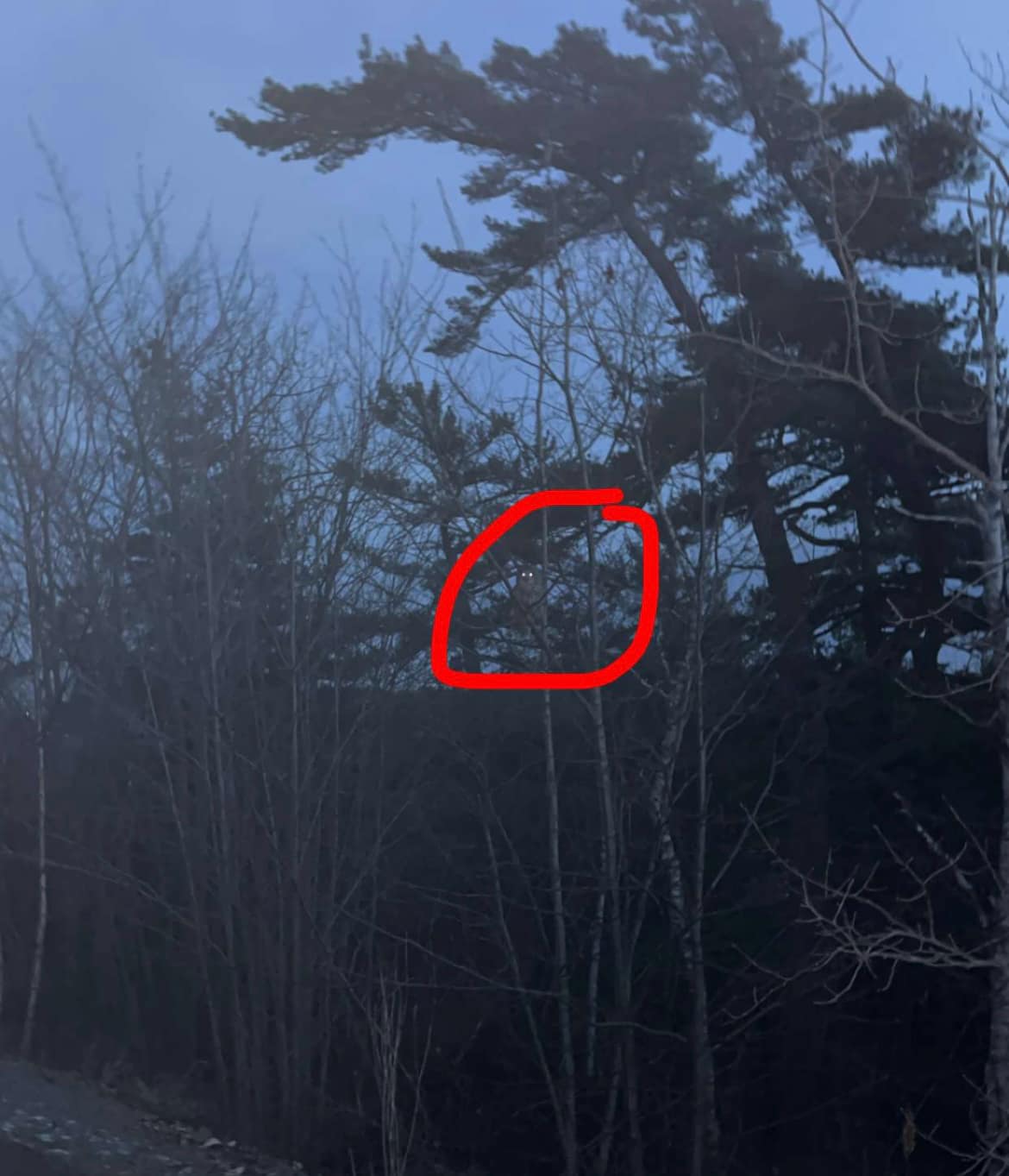 Hannah Baillie snapped this photo of an owl, which she circled in red, that she spotted while jogging on a Halifax trail.